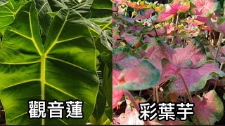 夏遊三峽花市|觀音蓮|彩葉芋|觀葉植物|植物男子