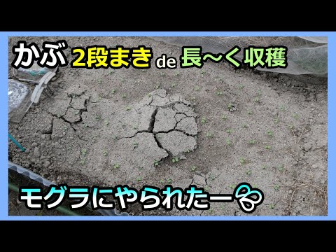 【カブ 2段まきで長期収穫】モグラにやられた～💦 家庭菜園31年目