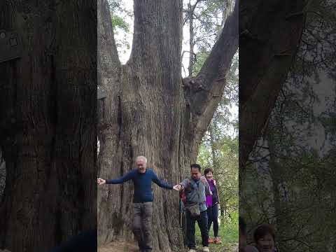 2000 years old tree is pregnant