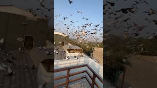 1500 Kabootaro ka shok #kabootarbazi #kabootar #pigeon #shortfeed #shorts #short #birds