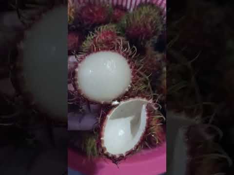 #RAMBUTAN#JUICY#SWEET#short