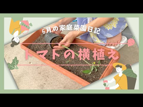 家庭菜園【食糧備蓄】6月のベランダガーデンvlog