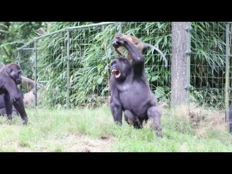 调皮的猴子捉弄大猩猩，把对方惹怒被教训，结局让人始料未及