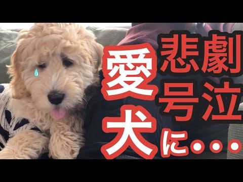 【Goldendoodle in US/ゴールデンドゥードル】気をつけること！子犬の歯と背後からのおさえつけ。Puppy Teeth are too Sharp!