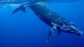 クジラ大接近！水中ホエールウォッチングin沖縄