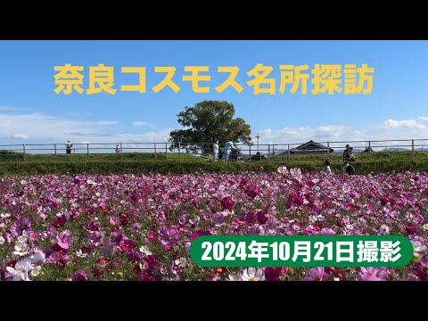 【奈良コスモス名所探訪】10月21日撮影　法起寺、中宮寺跡　秋桜満開　#こすもす#なら