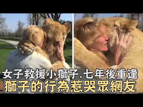 女子從馬戲團救援小獅子,七年後再次重逢,獅子的行為惹哭眾網友｜#獅子｜#動物｜#救援｜#感動｜#暖心｜#感人｜#擁抱｜#大貓