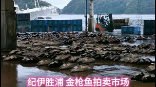 日本关西迎春游（6）纪伊胜浦 金枪鱼拍卖市场