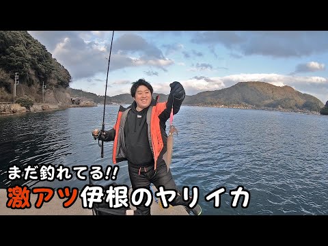 【伊根】この冬絶好調の日本海ヤリイカ!!【エギング】