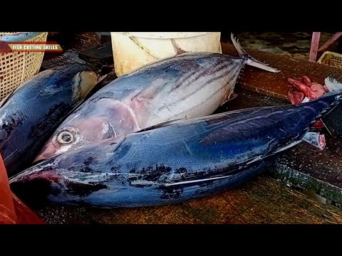 3 Giant Tuna  Slicing and Cutting Skills l Bluefin Yuna Cutting Into Pieces - Luxurious Sashimi