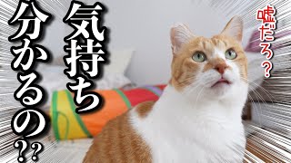 動物と話せるアニマルコミュニケーターに猫の本音を聞いてみた