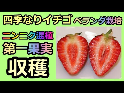 【四季なりイチゴ ベランダ栽培】 ④ニンニク混植 第一収穫の結果 2021 無農薬 半自給自足