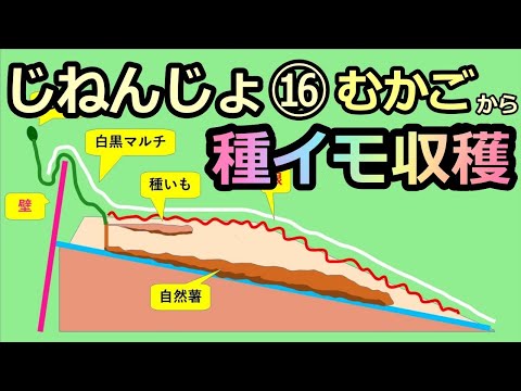 【楽々】波板自然薯ななめ栽培⑯ 種イモ収穫 2021 密植しすぎた？