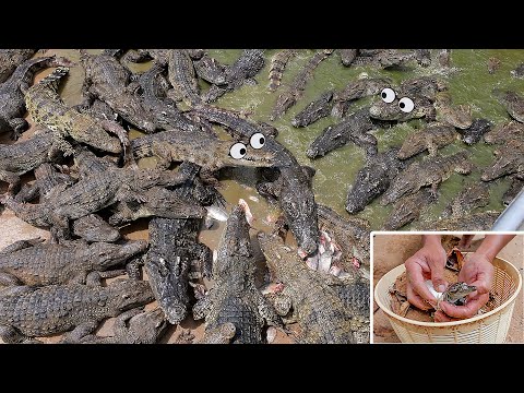 Nesting Crocodiles and Hatchling in Sand |Giant Crocodile Farm Feed 100000 Crocodiles in My  Village