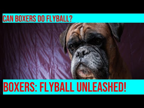 How to Train Your Boxer for Flyball: Get Ready for Fun!