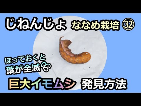 【楽々】自然薯ななめ栽培 ㉜キイロスズメの幼虫退治