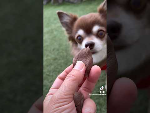 【犬のおやつ 無添加 手づくり】おとなしいマロちゃんも食い付くおやつ🐶❤️ #犬のいる暮らし #dog #チワワ