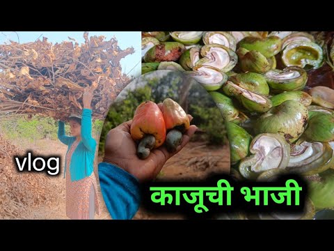 रानातल काम झालं आणि मग... काजूची भाजी केलेली 🤗🤩😍|#कोकण #viral #कोकणसुख #vlog#कोकणी