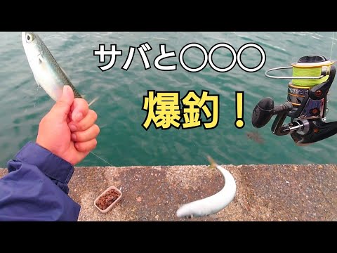 サバが熱い今の時期、浮きサビキで20cm越えのサバと◯◯◯が釣れすぎ!!