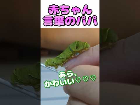 イモムシの綱渡り #昆虫 #虫取り #イモムシ #アゲハ蝶 #幼虫 #insects #shorts