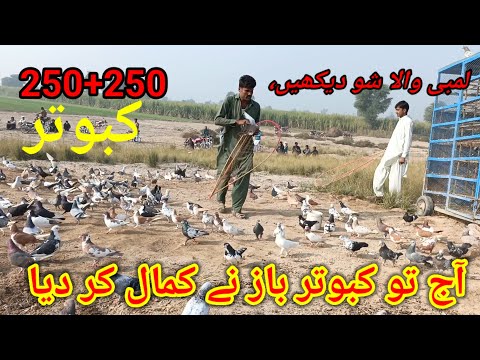 Kabootar Race in South Punjab //Big pigeon show Punjabi Pigeon Show / Pigeon status#pigeon#beautiful