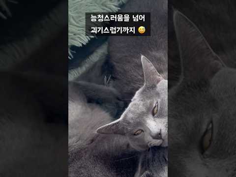 정말 이해 안되는 고양이 그들만의 세계