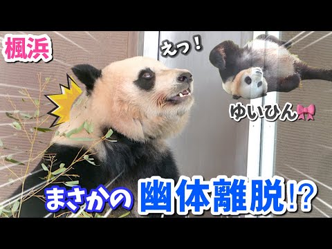 【パンダアイドル楓浜】結浜姉さん異次元レベルに爆睡しとる🐼天井見上げてトホホ思案する妹