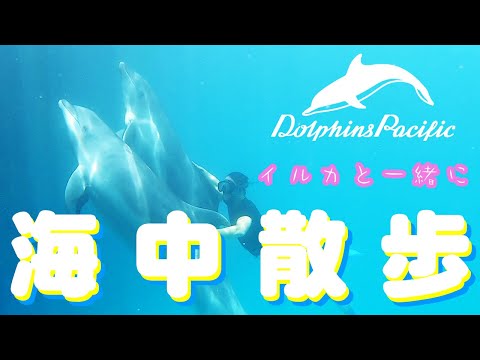 【パラオのイルカ】イルカと海中散歩！ドルフィンフリーダイブ