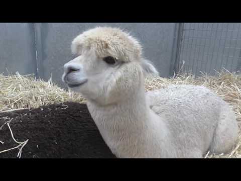 Royal Adelaide Agricultural Show 2014 / Huey Lewis & the News - I want a new drug