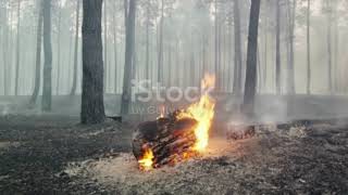 Forest Fires A Fiery Reality