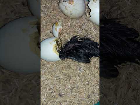 Duckling Hatching from Egg #Shorts #Egg #Chicken