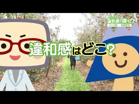 長野県安曇野市のりんご農家さんを取材（？クイズ！違和感を探せ！ 2024年10月22日放送）