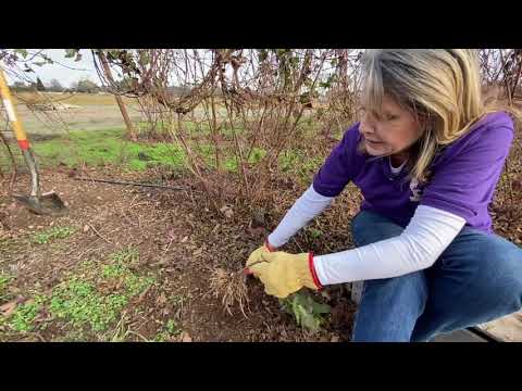 How to start new boysenberry plants