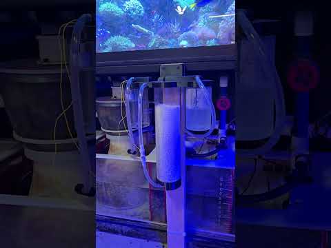 The results are in on how long the co2 media will last on the 300 gallon reef