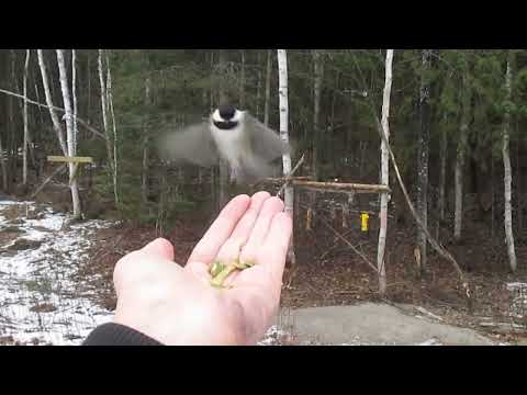 Feeding Chickadees