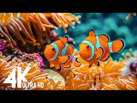 The best 4k aquarium for relaxation🐠Witness beautiful aquarium life and soothing piano sounds #4