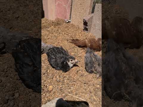 Why do chickens roll around in the dirt?