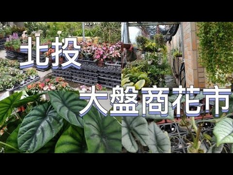 台灣北投大盤商花市|台北必去的秘密花園|超多鹿角蕨|植物男子