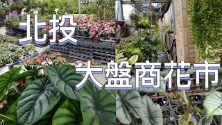 台灣北投大盤商花市|台北必去的秘密花園|超多鹿角蕨|植物男子