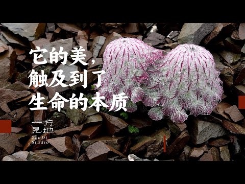 它的美，触及到了生命的本质 接近5000米海拔的流石滩，我终于与水母雪兔子相见 #水母雪兔子 #高山植物 #自然奇境科普季