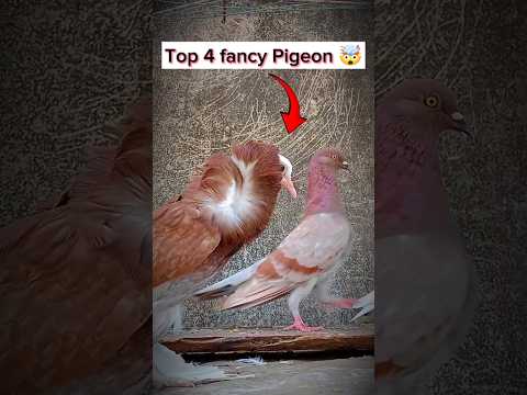 Kabutar Ki Video 🔥 || Top 4 Fancy Pigeon || #pigeon #punjabi #kabootar #youtubeshorts #fancypigeon