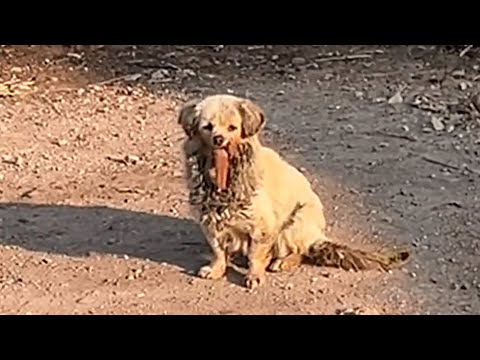 Jawless from car crash, stray dog shunned by people, bullied by peers, fights to survive roadside.