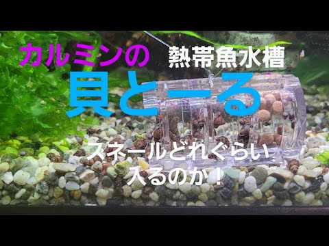 【貝とーる】カルミンの水槽大量繁殖、スネールを取り除け！