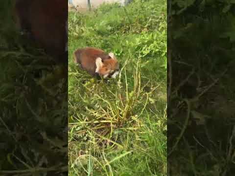 Red Panda and the Cerebellum Axe