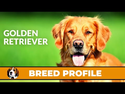 Golden Retriever: Did You Know?