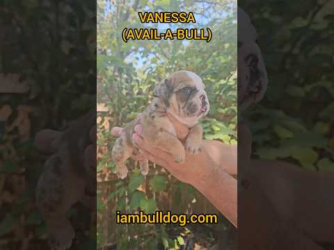 Fabulous Caramel Merle English Bulldog Female #bulldog #bulldogpuppy #englishbulldog