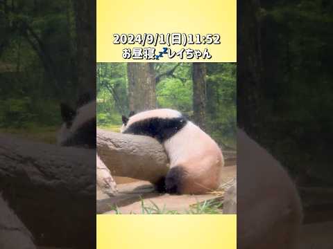 【2024/9/1(日)🌿お昼寝💤レイちゃん🐼】〜上野動物園〜