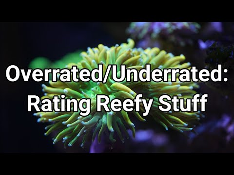 Rating Overrated and Underrated Reef Stuff! The Prestige Reef Dork Show Ep 72