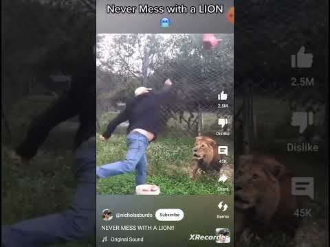 never mess with lions