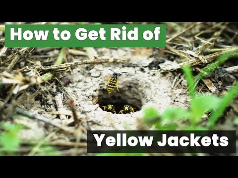 How to Get Rid of Yellow Jackets in the Ground FAST!